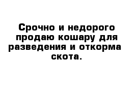 Срочно и недорого продаю кошару для разведения и откорма  скота.